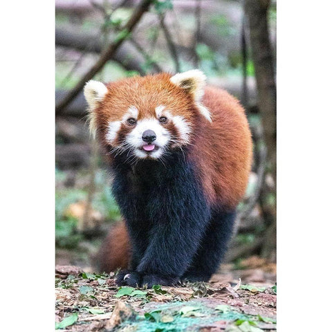 Asia-China-Sichuan Province-Cheng Du-Red Panda Black Modern Wood Framed Art Print by Looney, Hollice