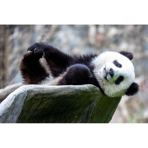 Asia-China-Sichuan Province-Mt Qincheng Town-Giant Panda Black Modern Wood Framed Art Print by Looney, Hollice