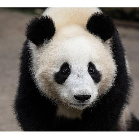 Asia-China-Sichuan Province-Mt Qincheng Town-Giant Panda Black Modern Wood Framed Art Print by Looney, Hollice