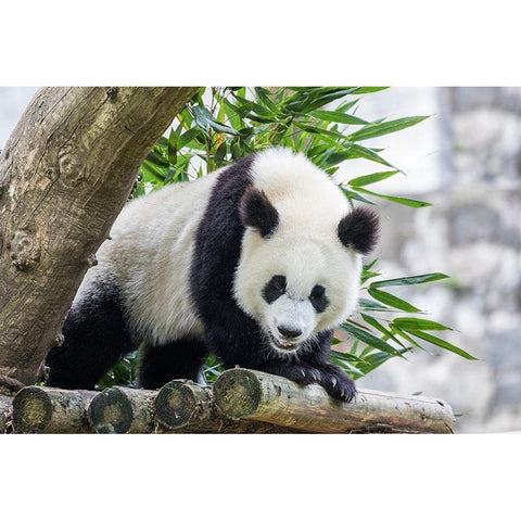 Asia-China-Sichuan Province-Mt Qincheng Town-Giant Panda Black Modern Wood Framed Art Print by Looney, Hollice