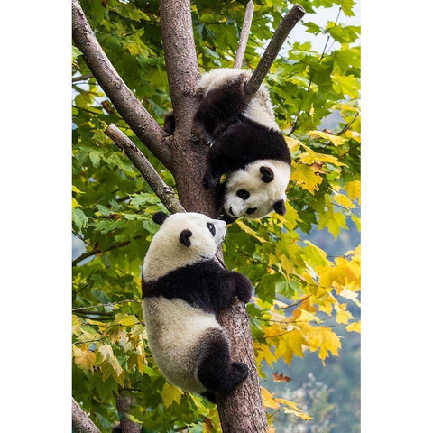 Asia-China-Wolong-Giant Panda-Part of the UNESCO Man and Biosphere Reserve Network Black Modern Wood Framed Art Print by Looney, Hollice