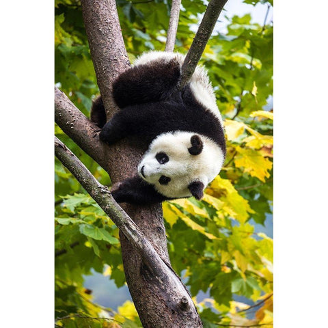 Asia-China-Wolong-Giant Panda-Part of the UNESCO Man and Biosphere Reserve Network Black Modern Wood Framed Art Print by Looney, Hollice