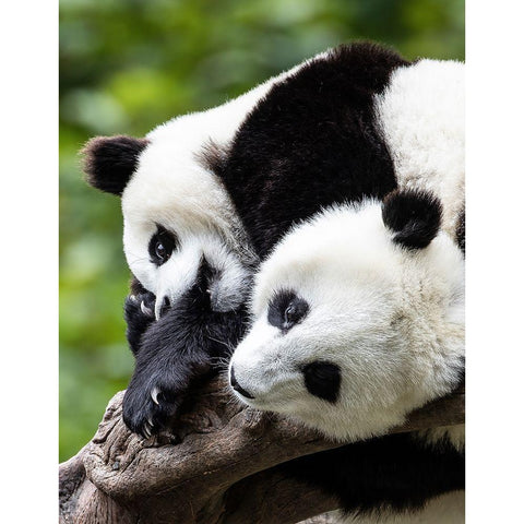 Asia-China-Wolong-Giant Panda-Part of the UNESCO Man and Biosphere Reserve Network Black Modern Wood Framed Art Print by Looney, Hollice