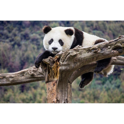 Asia-China-Wolong-Giant Panda-Part of the UNESCO Man and Biosphere Reserve Network Black Modern Wood Framed Art Print by Looney, Hollice