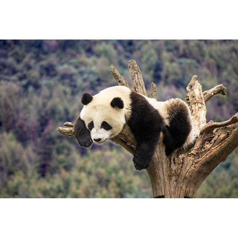 Asia-China-Wolong-Giant Panda-Part of the UNESCO Man and Biosphere Reserve Network Black Modern Wood Framed Art Print by Looney, Hollice