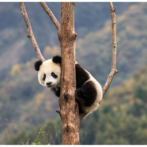 Asia-China-Wolong-Giant Panda-Part of the UNESCO Man and Biosphere Reserve Network Black Modern Wood Framed Art Print by Looney, Hollice