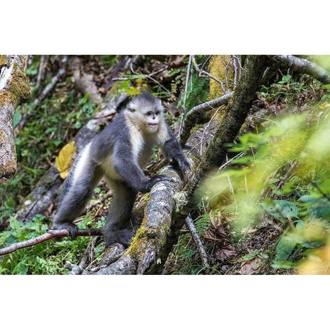 Asia-China-Tacheng-Yunnan Black Snub-Nosed Monkey White Modern Wood Framed Art Print by Looney, Hollice