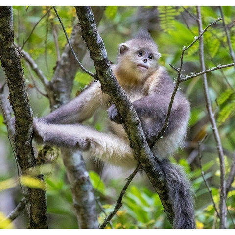 Asia-China-Tacheng-Young Yunnan Black Snub-Nosed Monkey White Modern Wood Framed Art Print by Looney, Hollice