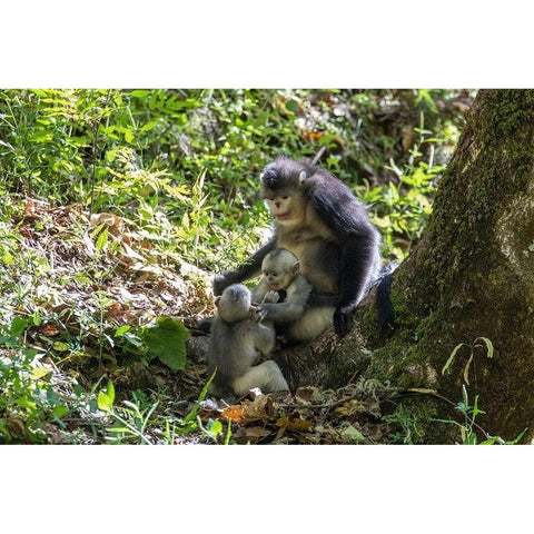 Asia-China-Tacheng-Yunnan Black Snub-Nosed monkeys-Adult and Young White Modern Wood Framed Art Print by Looney, Hollice