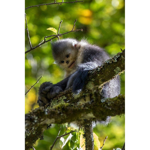 Asia-China-Tacheng-Yunnan Black Snub-Nosed Monkey White Modern Wood Framed Art Print by Looney, Hollice