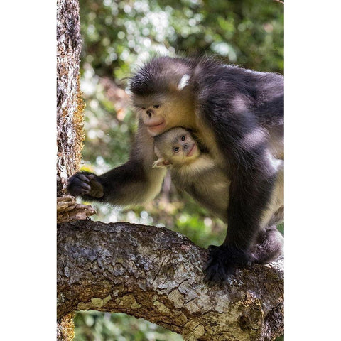 Asia-China-Tacheng-Yunnan Black Snub-Nosed monkeys-Adult and Young Black Modern Wood Framed Art Print by Looney, Hollice