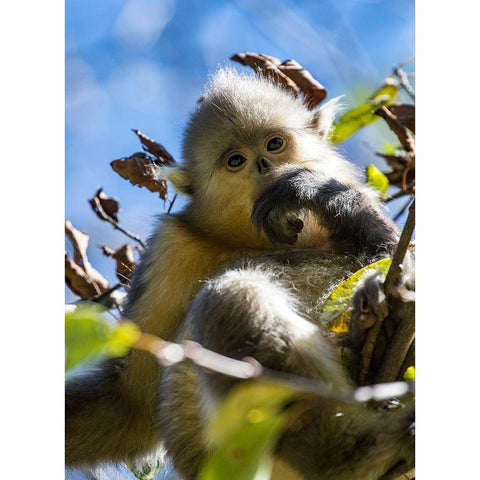 Asia-China-Tacheng-Young Yunnan Black Snub-Nosed Monkey Black Modern Wood Framed Art Print with Double Matting by Looney, Hollice