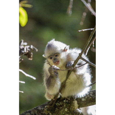 Asia-China-Tacheng-Young Yunnan Black Snub-Nosed Monkey White Modern Wood Framed Art Print by Looney, Hollice