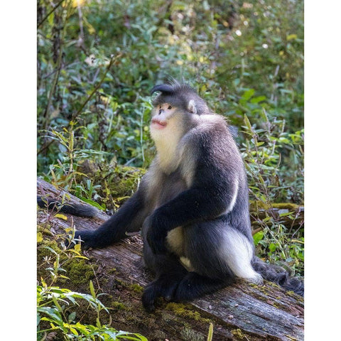 Asia-China-Tacheng-Yunnan Black Snub-Nosed Monkey White Modern Wood Framed Art Print by Looney, Hollice