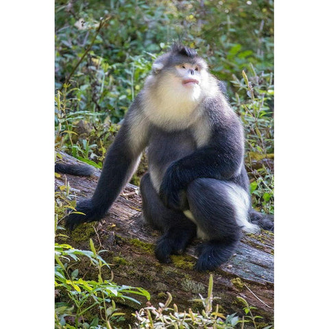 Asia-China-Tacheng-Yunnan Black Snub-Nosed Monkey Black Modern Wood Framed Art Print by Looney, Hollice