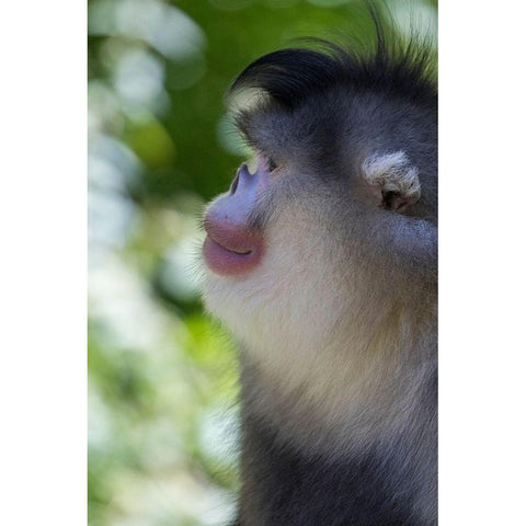 Asia-China-Tacheng-Yunnan Black Snub-Nosed Monkey Black Modern Wood Framed Art Print with Double Matting by Looney, Hollice