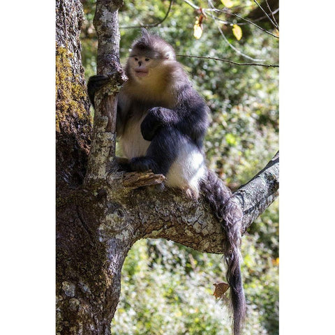 Asia-China-Tacheng-Yunnan Black Snub-Nosed Monkey Black Modern Wood Framed Art Print by Looney, Hollice