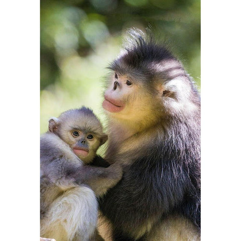 Asia-China-Tacheng-Yunnan Black Snub-Nosed monkeys-Adult and Young Black Modern Wood Framed Art Print with Double Matting by Looney, Hollice