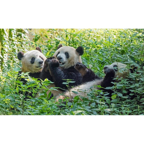 Pandas eating bamboo-Chengdu-Sichuan Province-China Black Modern Wood Framed Art Print by Su, Keren