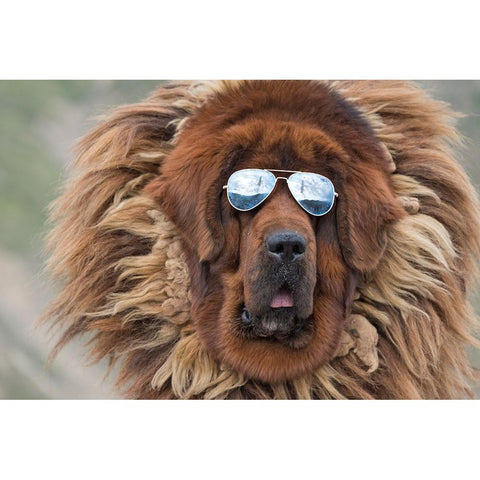 Tibetan Mastiff wearing sun glasses-Tibet-China Black Modern Wood Framed Art Print by Su, Keren