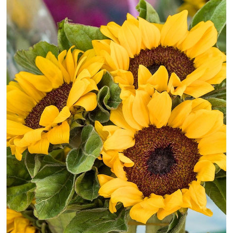 China-Hong Kong Sunflowers at a flower market Black Modern Wood Framed Art Print by Eggers, Julie