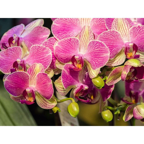 China-Hong Kong Orchids on display at a flower market Black Modern Wood Framed Art Print by Eggers, Julie