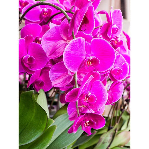 China-Hong Kong Orchids on display at a flower market White Modern Wood Framed Art Print by Eggers, Julie