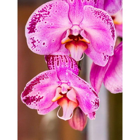 China-Hong Kong Orchids on display at a flower market White Modern Wood Framed Art Print by Eggers, Julie