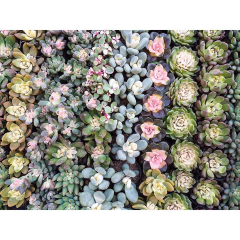 China-Hong Kong A variety of sedum on display at a flower market Black Modern Wood Framed Art Print by Eggers, Julie