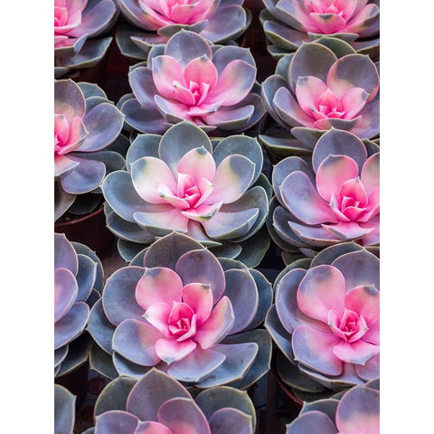 China-Hong Kong A variety of sedum on display at a flower market Black Modern Wood Framed Art Print by Eggers, Julie