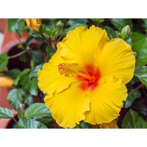 China-Hong Kong Closeup of a yellow hibiscus at a flower market Black Modern Wood Framed Art Print by Eggers, Julie