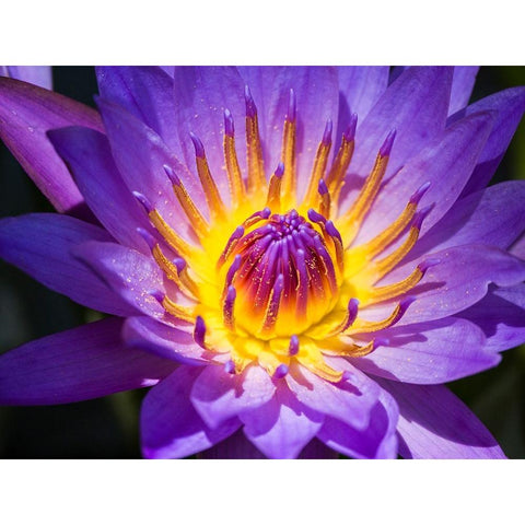 China-Hong Kong Closeup of a purple dahlia at a flower market Gold Ornate Wood Framed Art Print with Double Matting by Eggers, Julie