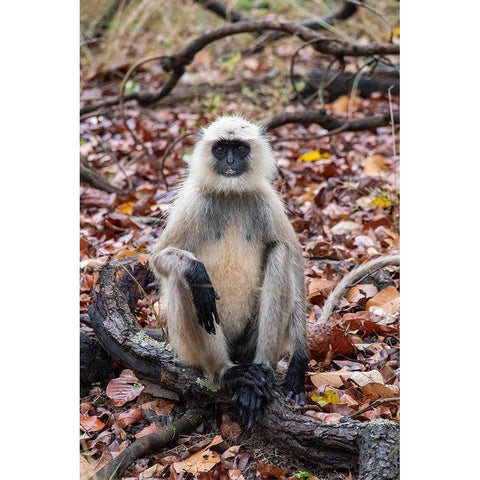 India-Madhya Pradesh-Bandhavgarh National Park Northern Plains Langur-aka Hunuman Langur Black Modern Wood Framed Art Print with Double Matting by Hopkins, Cindy Miller