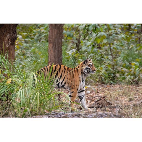 India-Madhya Pradesh-Bandhavgarh National Park Young female Bengal tiger stretching White Modern Wood Framed Art Print by Hopkins, Cindy Miller