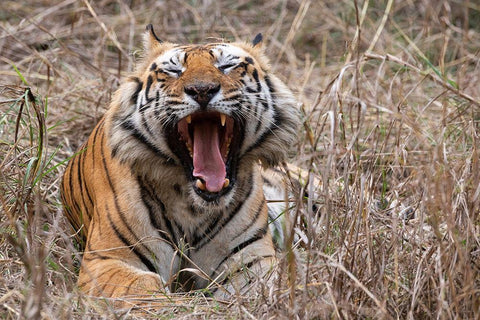 India-Madhya Pradesh-Bandhavgarh National Park Bengal tiger-endangered species Black Ornate Wood Framed Art Print with Double Matting by Hopkins, Cindy Miller