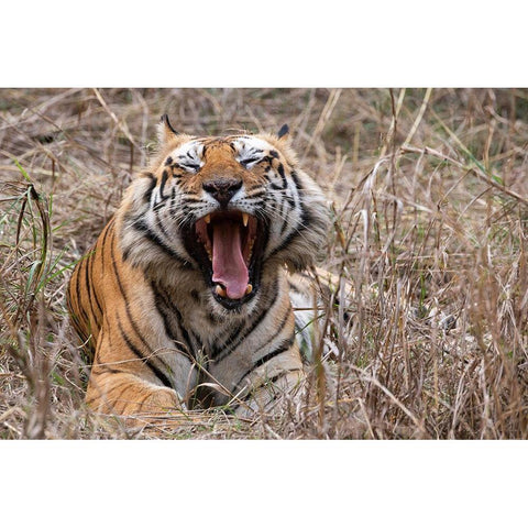 India-Madhya Pradesh-Bandhavgarh National Park Bengal tiger-endangered species Black Modern Wood Framed Art Print with Double Matting by Hopkins, Cindy Miller