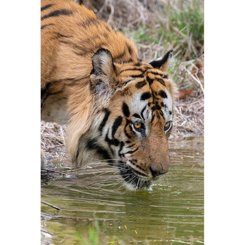 India-Madhya Pradesh-Bandhavgarh National Park Male Bengal tiger drinking from pond Black Modern Wood Framed Art Print by Hopkins, Cindy Miller