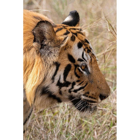 India-Madhya Pradesh-Bandhavgarh National Park Bengal tiger Gold Ornate Wood Framed Art Print with Double Matting by Hopkins, Cindy Miller