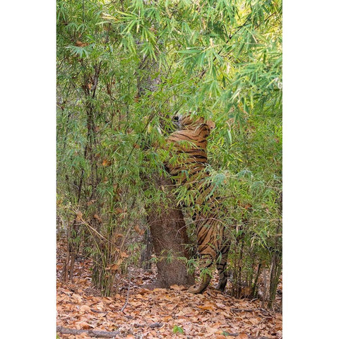 India-Madhya Pradesh-Bandhavgarh National Park Bengal tiger sent marking tree in bamboo habitat White Modern Wood Framed Art Print by Hopkins, Cindy Miller