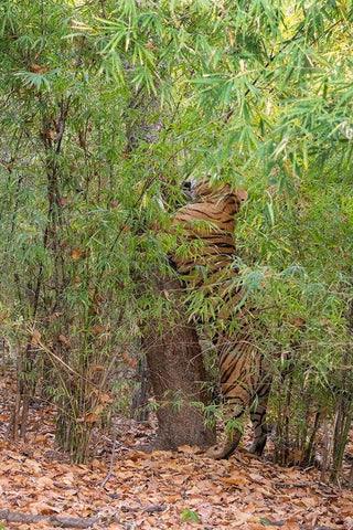 India-Madhya Pradesh-Bandhavgarh National Park Bengal tiger sent marking tree in bamboo habitat White Modern Wood Framed Art Print with Double Matting by Hopkins, Cindy Miller