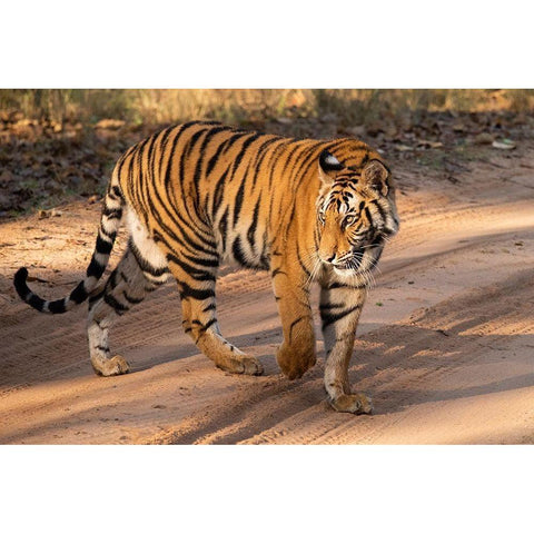 India-Madhya Pradesh-Bandhavgarh National Park Mature female Bengal tiger-endangered species Black Modern Wood Framed Art Print by Hopkins, Cindy Miller