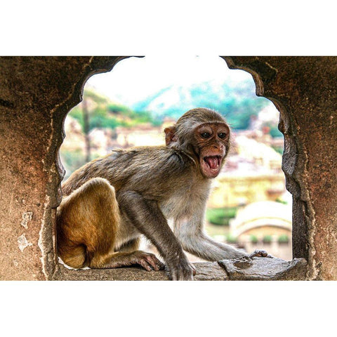 Jaipur-India-Monkey Temple-laughing Macaque Black Modern Wood Framed Art Print with Double Matting by Sienda, Jolly