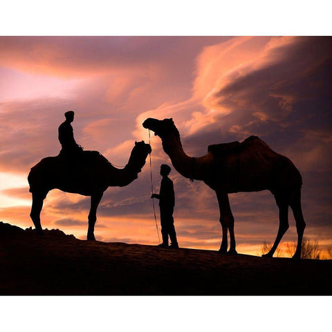 Young men and camels at sunset in the Rajasthan desert-Pushkar-India White Modern Wood Framed Art Print by SMO