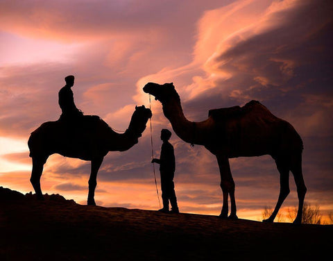 Young men and camels at sunset in the Rajasthan desert-Pushkar-India White Modern Wood Framed Art Print with Double Matting by SMO