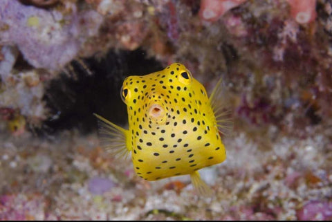 Indonesia, Komodo NP Juvenile box fish White Modern Wood Framed Art Print with Double Matting by Shimlock, Jones