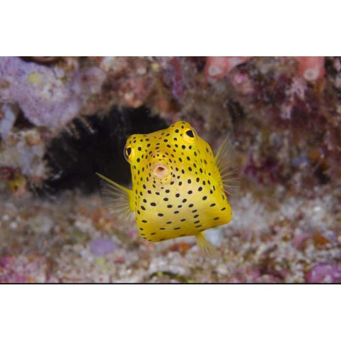 Indonesia, Komodo NP Juvenile box fish Gold Ornate Wood Framed Art Print with Double Matting by Shimlock, Jones