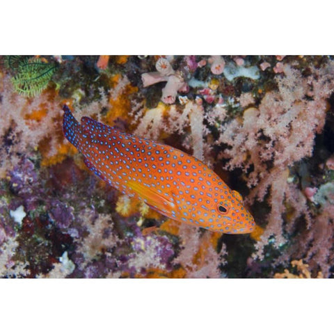 Indonesia, Komodo NP A coral trout among reef White Modern Wood Framed Art Print by Shimlock, Jones