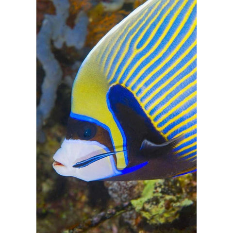Indonesia, Komodo NP Angelfish being cleaned White Modern Wood Framed Art Print by Shimlock, Jones