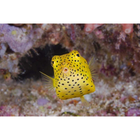 Indonesia, Komodo NP A juvenile boxfish Black Modern Wood Framed Art Print with Double Matting by Shimlock, Jones