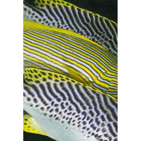 Indonesia, Komodo NP Banding on sweetlips fish Black Modern Wood Framed Art Print with Double Matting by Shimlock, Jones